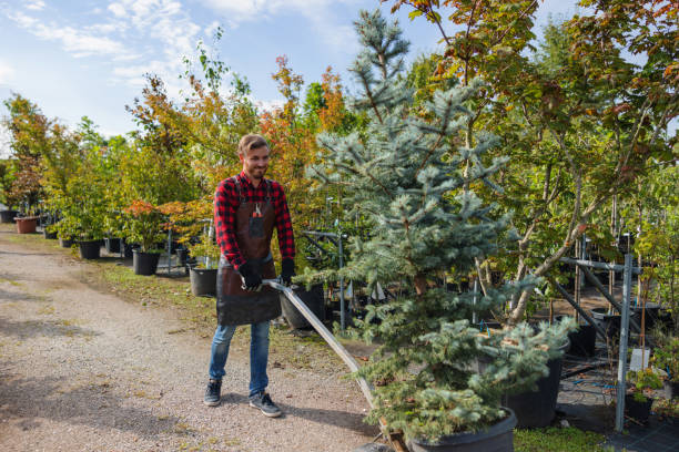 How Our Tree Care Process Works  in Nissequogue, NY